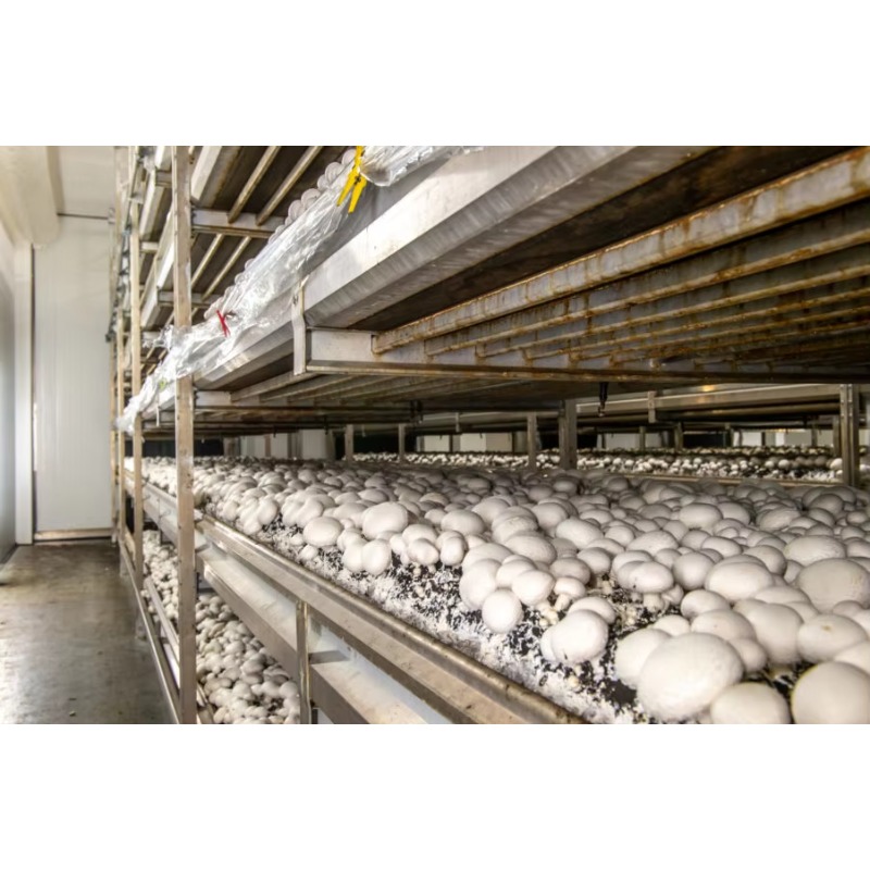 Otomatik Sulama Sistemli Hidro - Urban Farming Hydroponics incelemesi ve fiyatı